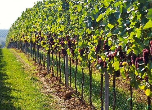 Кто уничтожает столетнюю молдавскую науку о винограде и вине?